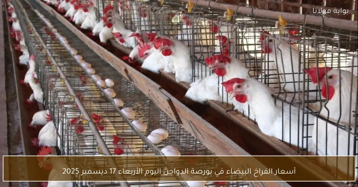 أسعار الفراخ البيضاء في بورصة الدواجن اليوم الأربعاء 17 ديسمبر 2025