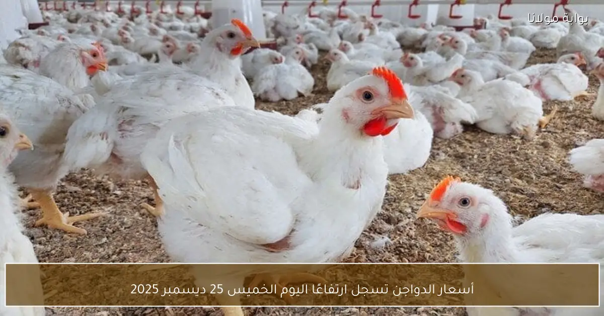أسعار الدواجن تسجل ارتفاعًا اليوم الخميس 25 ديسمبر 2025