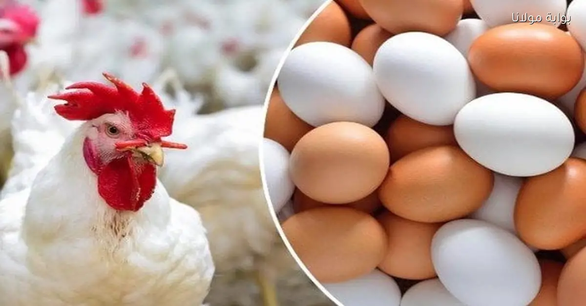 أسعار الدواجن في الأسواق اليوم الخميس 11 ديسمبر 2025