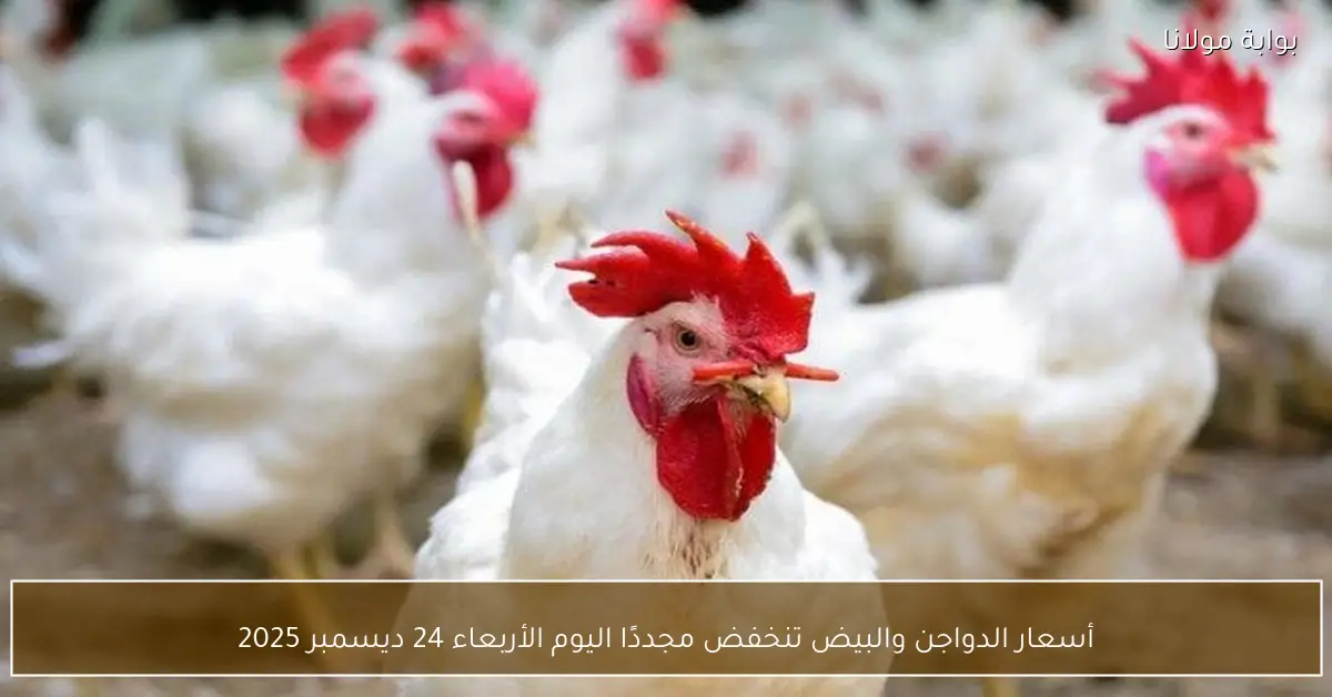 أسعار الدواجن والبيض تنخفض مجددًا اليوم الأربعاء 24 ديسمبر 2025