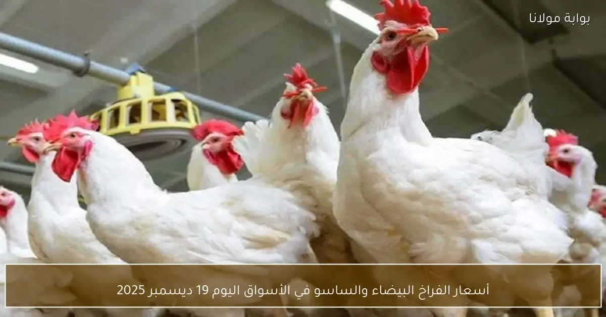 أسعار الفراخ البيضاء والساسو في الأسواق اليوم 19 ديسمبر 2025