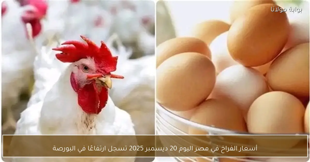 أسعار الفراخ في مصر اليوم 20 ديسمبر 2025 تسجل ارتفاعًا في البورصة