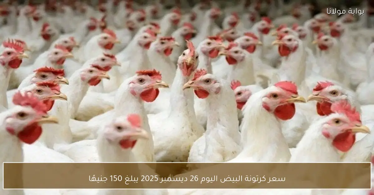 سعر كرتونة البيض اليوم 26 ديسمبر 2025 يبلغ 150 جنيهًا