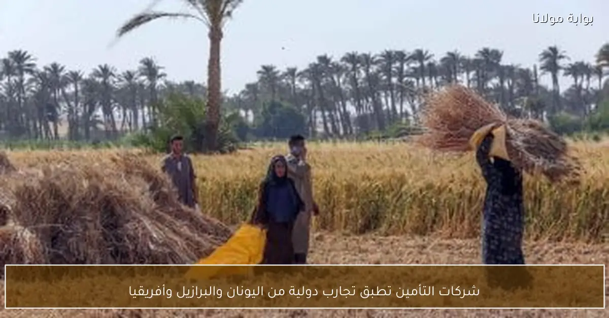 شركات التأمين تطبق تجارب دولية من اليونان والبرازيل وأفريقيا